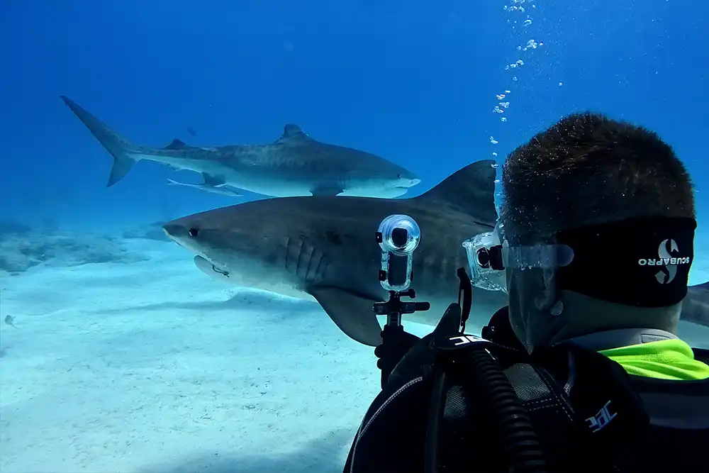 a diver using an Insta360 X5 to capture footage of a tiger shark in the Bahamas 