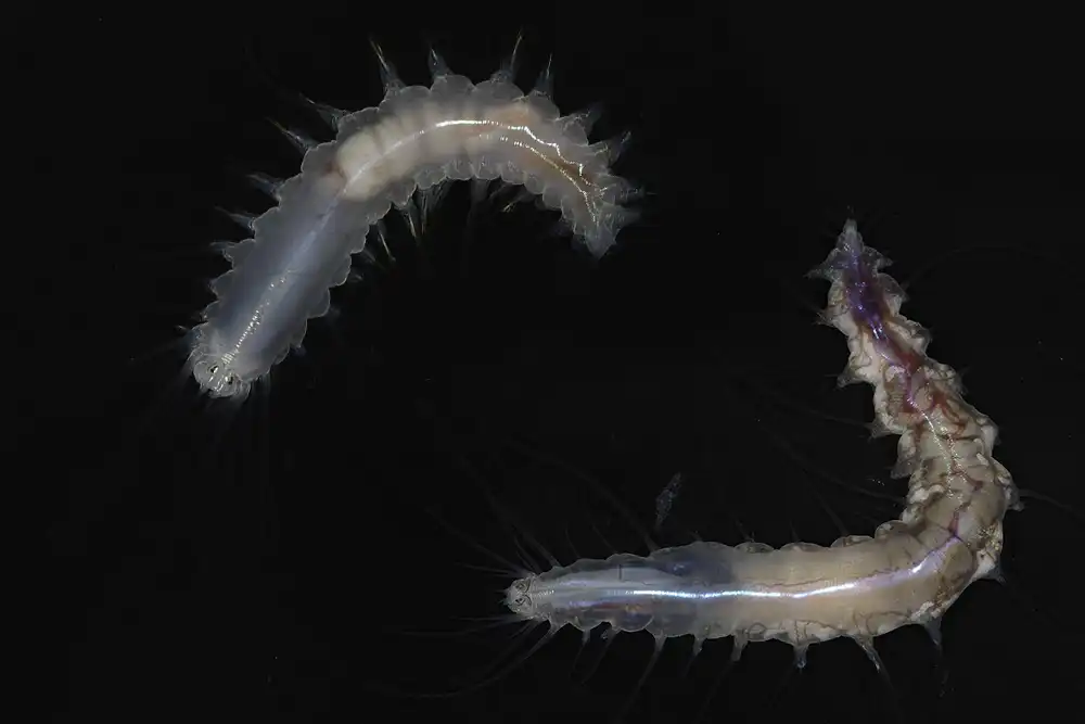 Close ups images of two species of polychaete worm found in deep waters off Japan