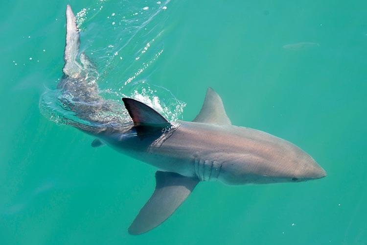 juvenile great white shark swimming at the surface
