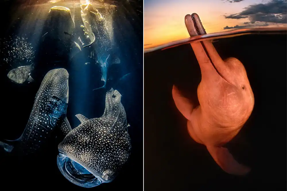 winning images from underwater photographer of the year 2022 and 2023