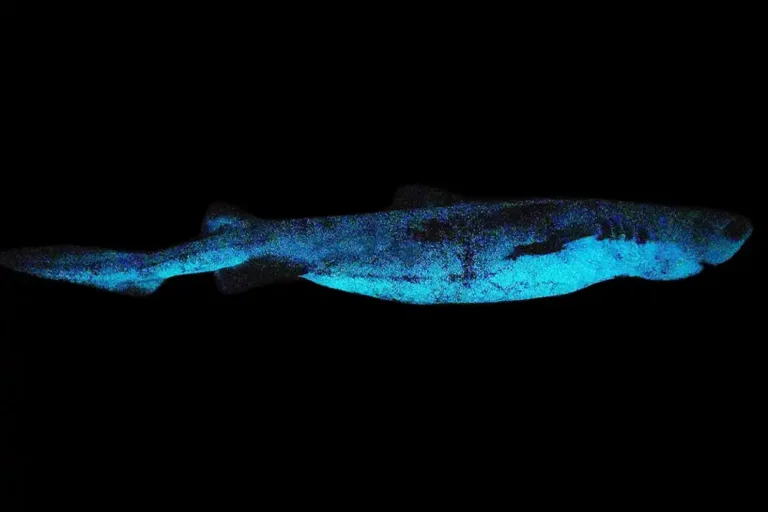 Largest bioluminescent vertebrate is a glow-in-the-dark shark
