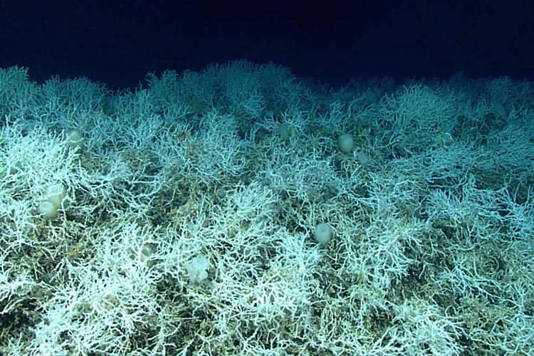 World’s largest deep-sea coral reef system discovered in Atlantic ocean