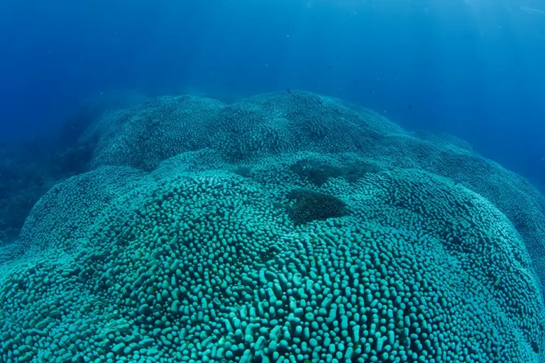 Citizen scientists report potential record-breaking coral colony on Great Barrier Reef