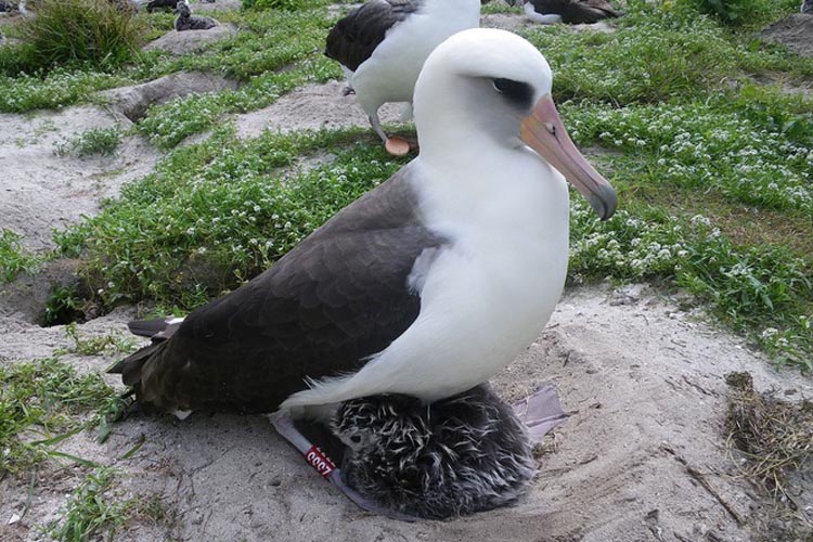 A picture of an albatross called Wisdom, the world’s oldest wild bird with her newly hatched chick in 2011