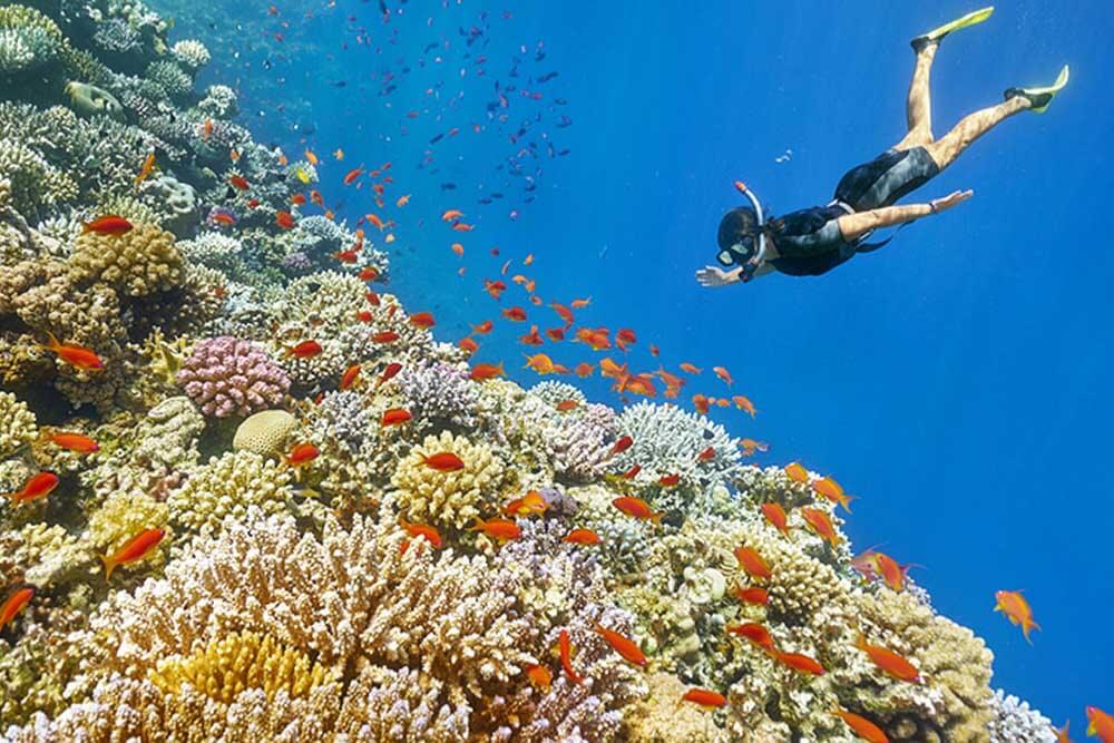 snorkelling over a colourful coral reef in Egypt