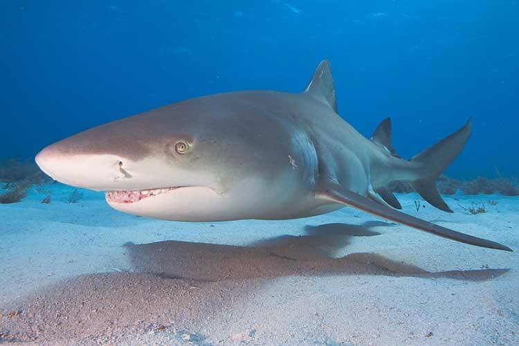 PADI calling for increased shark and ray protection at CITES 2022