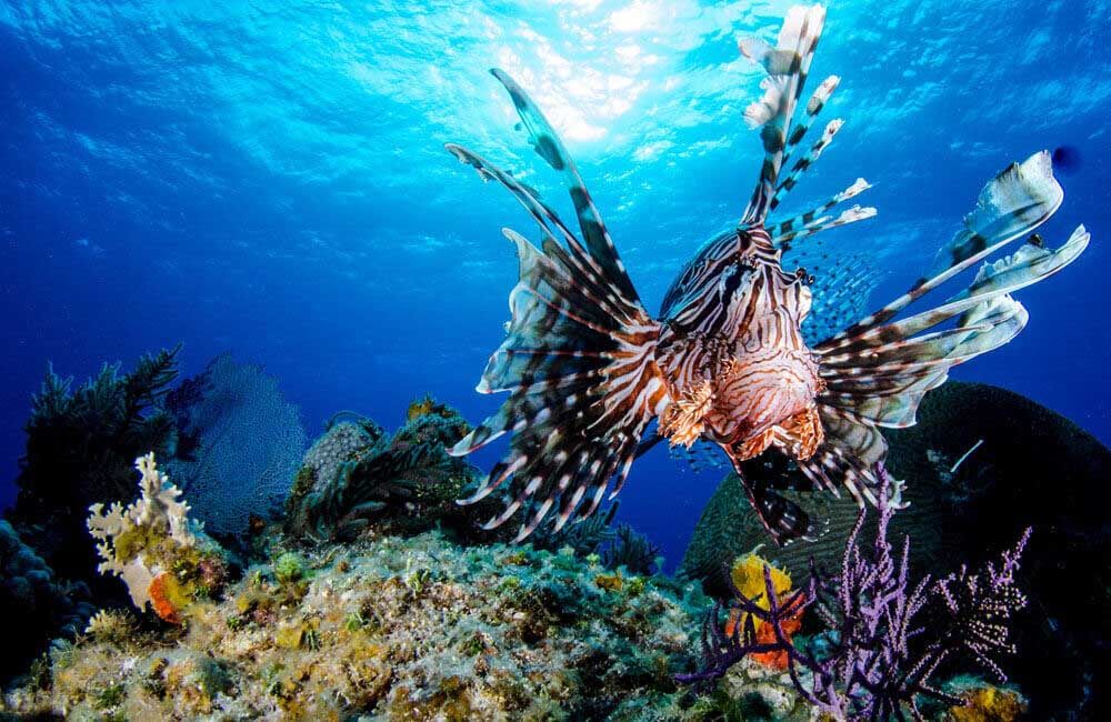 egypt marine life lionfish