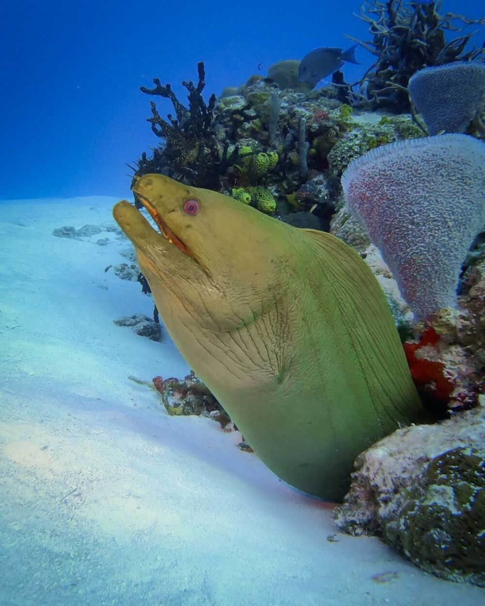 cozumel moray eel