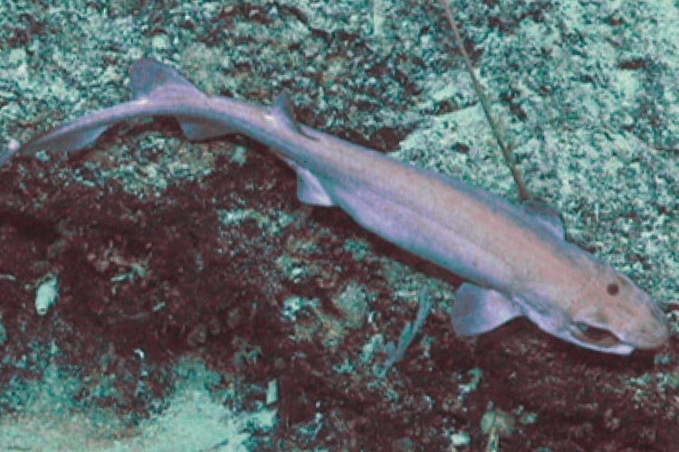 New species of shark discovered off New Zealand