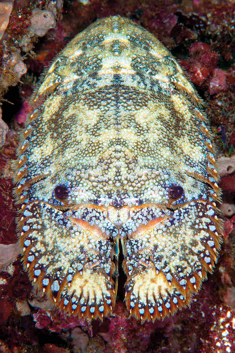 A colourful slipper lobster