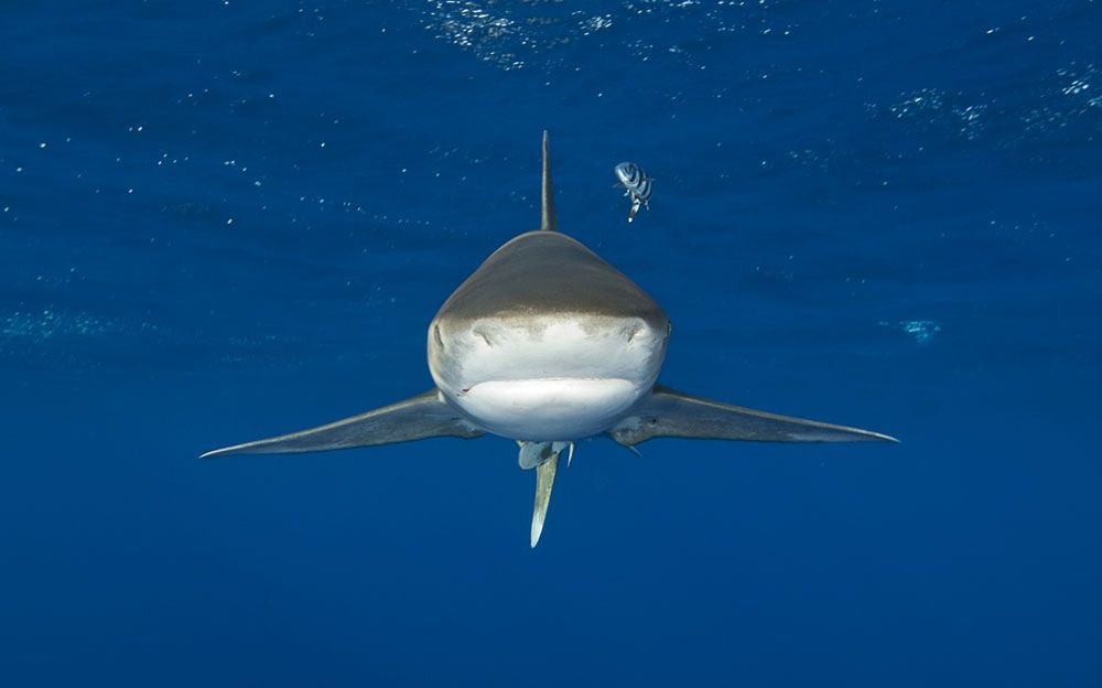 shark fact: some sharks can't stop swimming or they will sink