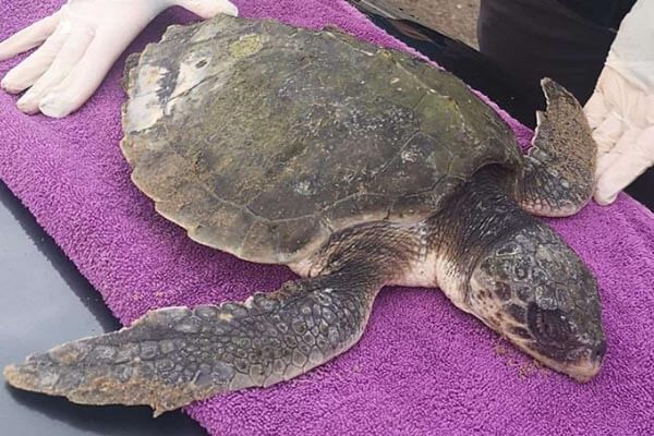 Rare turtle rescued in Wales