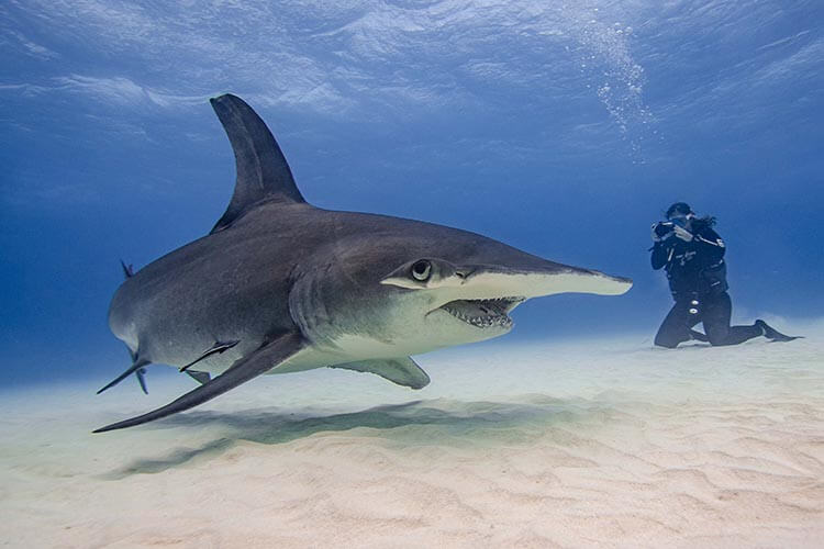 reefscape travel's Louisa Fisher pictured with a great hammerhead