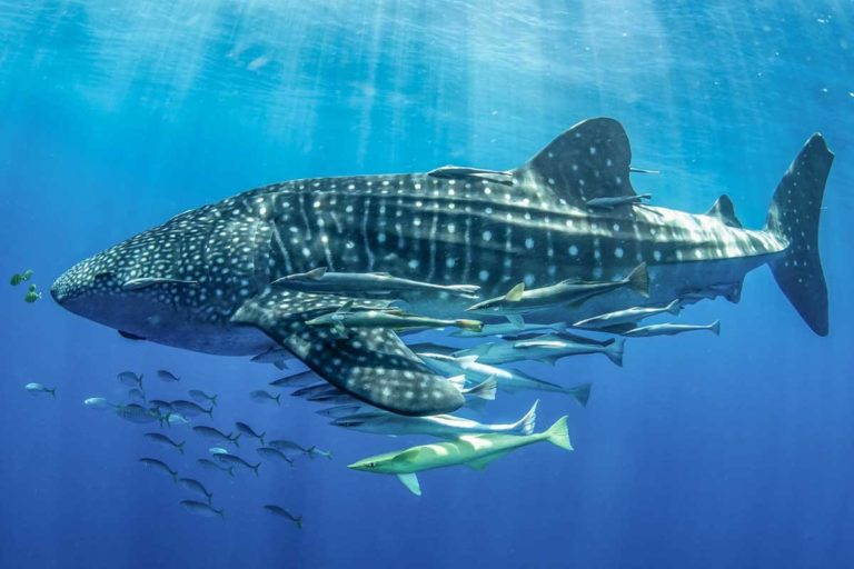 Madagascar Whale Shark Project Launches Patreon Page Dive Magazine