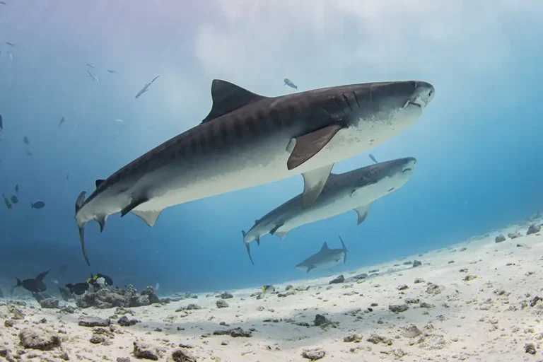 tiger sharks swimmiong at fuvamulah in the maldives