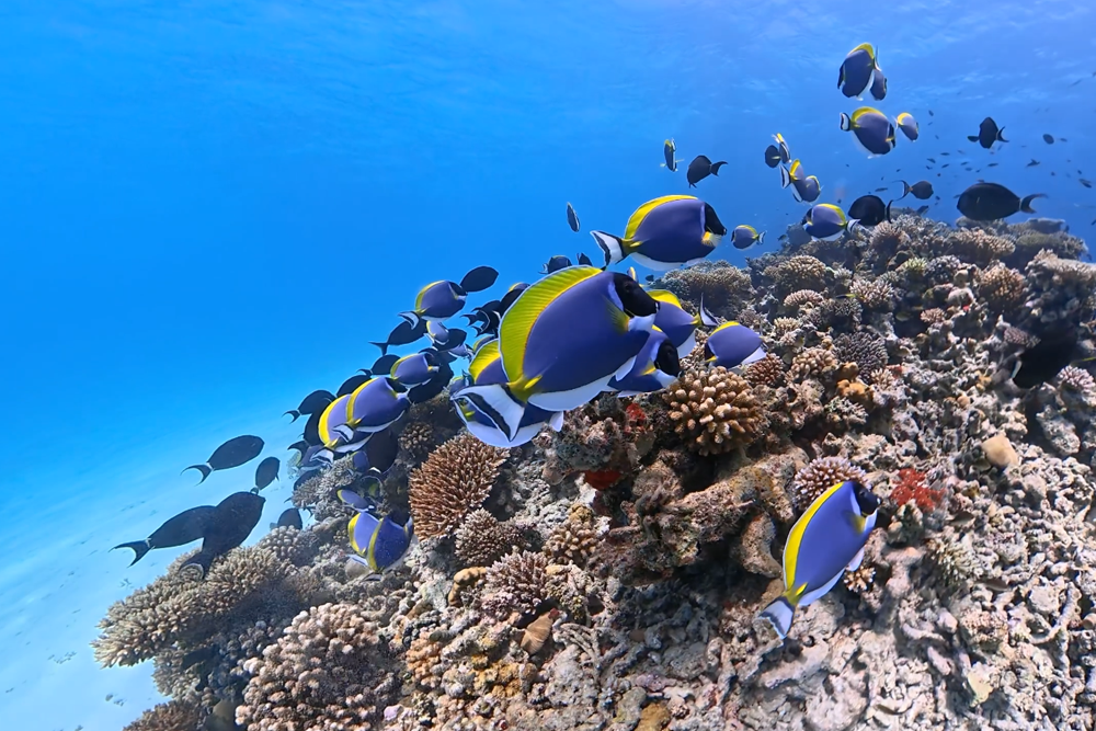 Surgeonfish swimming over colourful coral at Bathala Reef in the Maldives