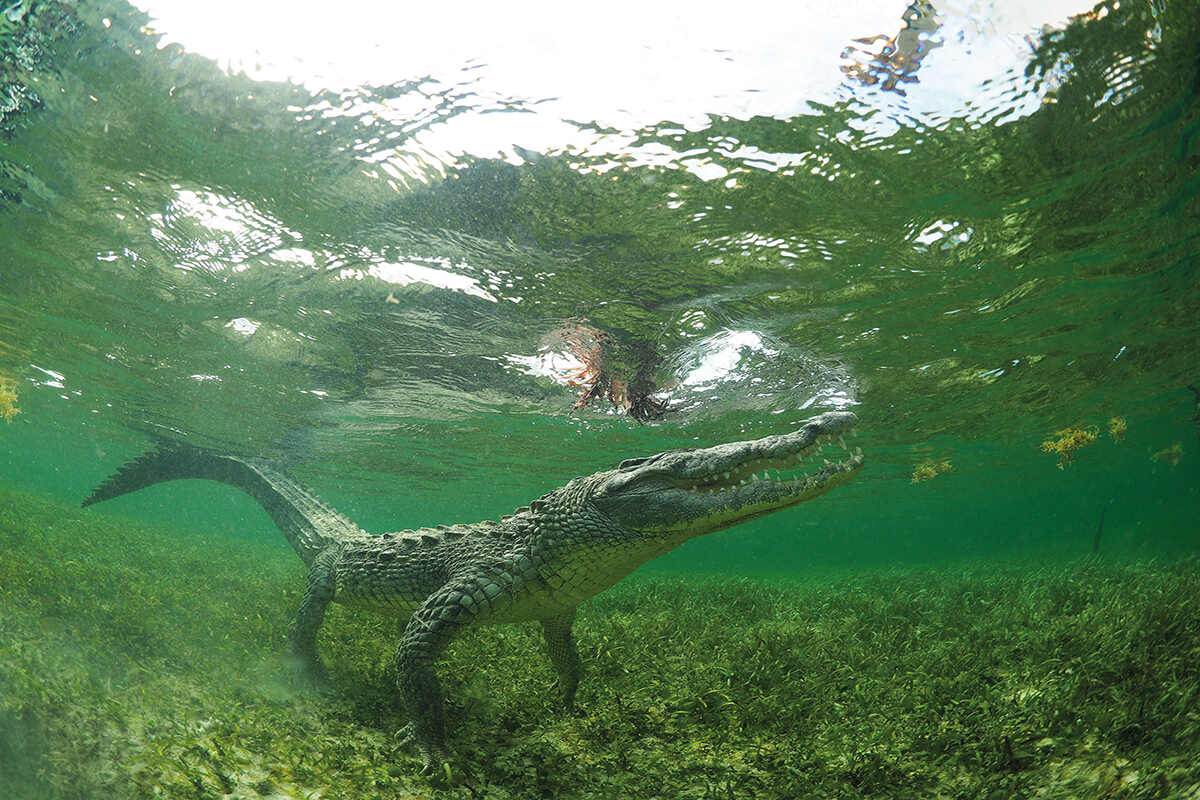 Male crocodile swimming