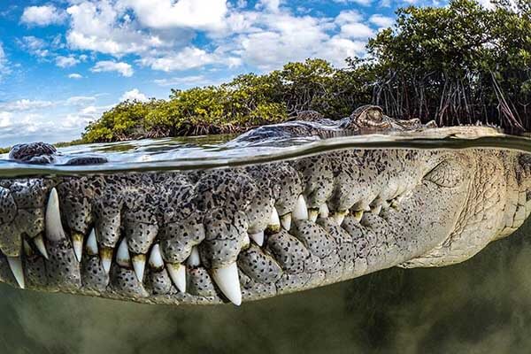 Mangrove Photography Awards 2022 winners