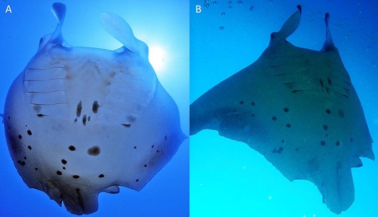 Images of the same individual manta, photographed by citizen scientists