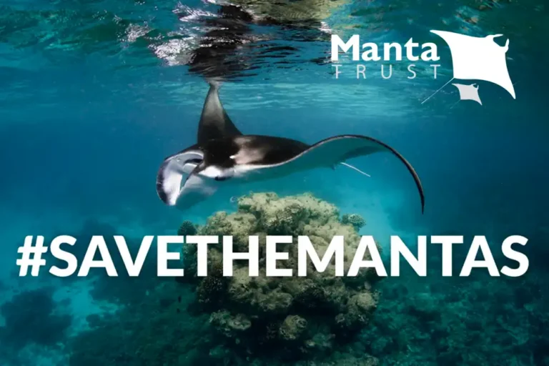 Manta Trust launches #SaveTheMantas campaign