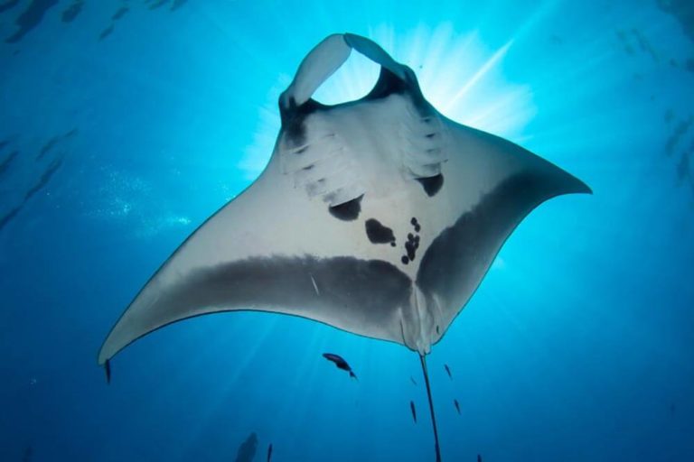 manta ray from below