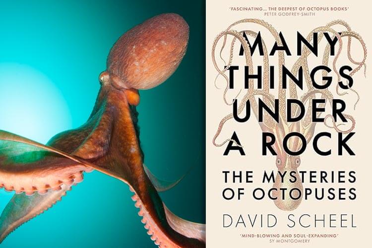 Review: Many Things Under a Rock – The Mysteries of Octopuses, by David Scheel