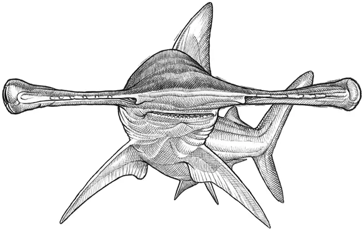 a sketch by marc dando of an extinct winghead shark