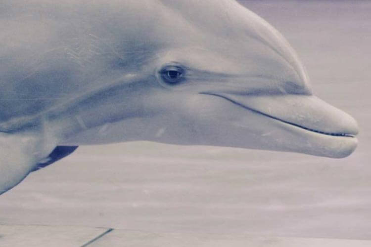 Petition launched to ban captive cetaceans in the UK