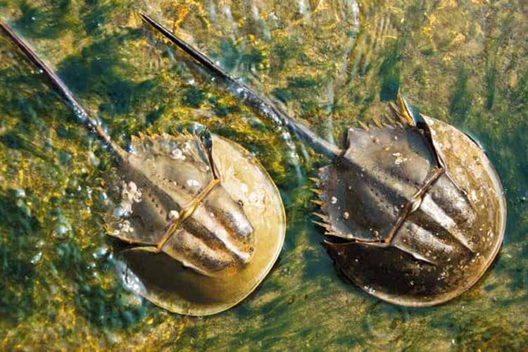Marine Curios #8 - Grimothea planipes, or the pelagic or red or tuna crab  (or langostilla) - DIVE Magazine