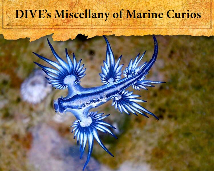 a picture of Glaucus atlanticus, or the blue angel sea slug