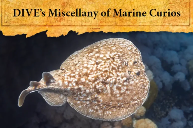 Marine Curios #19 – Torpedo Ray, Torpedo spp.