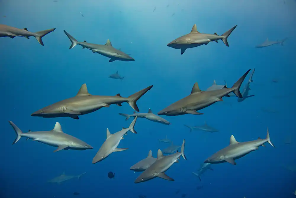 school of grey reef sharks