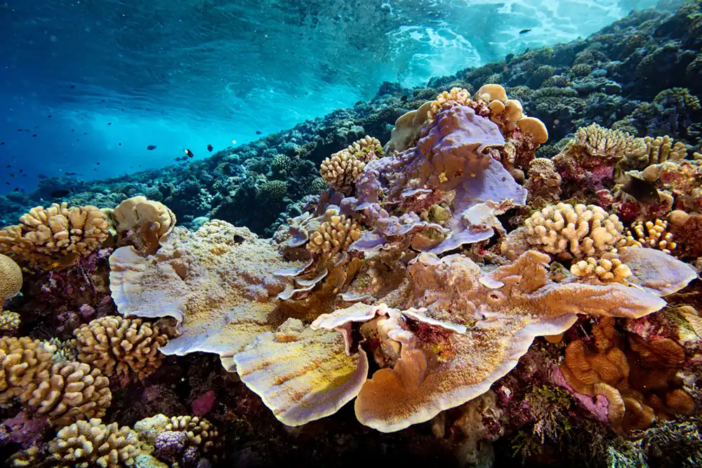 Fore reef of Bikar Atoll, an excellent example of healthy coral reefs. 