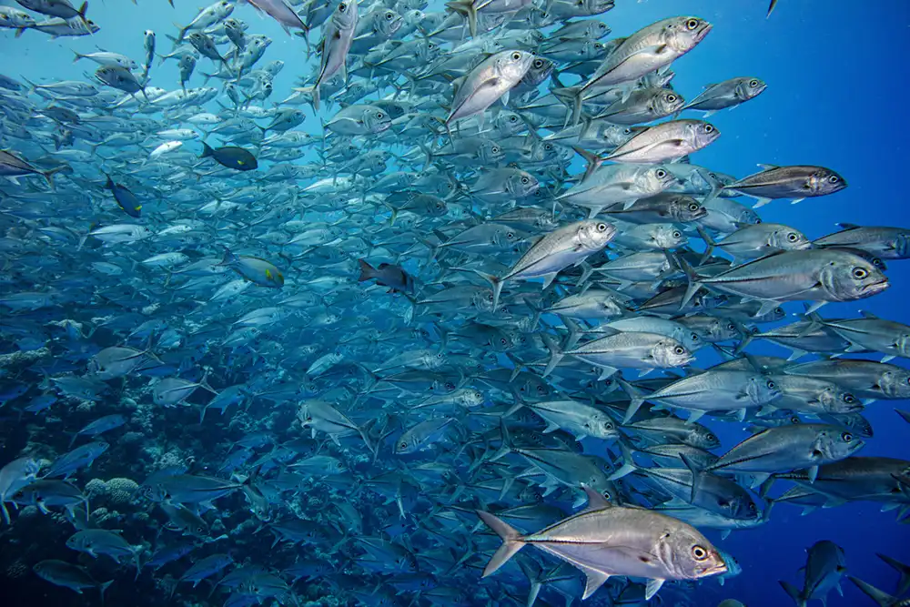 A densely packed school of bigeye trevally