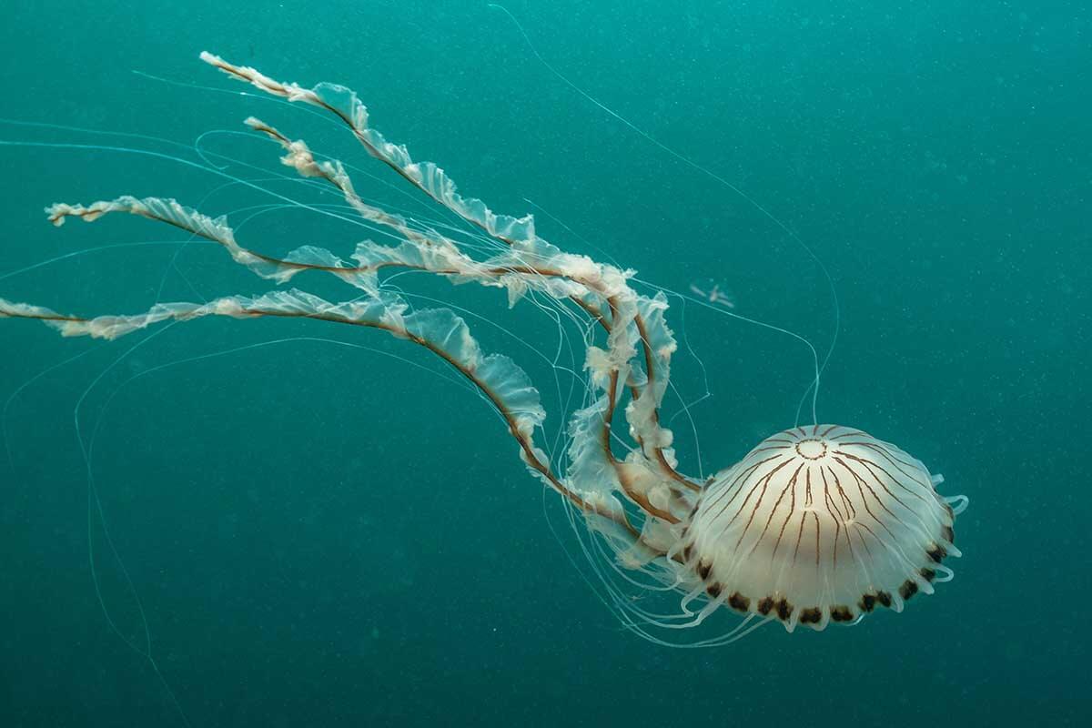 compass jellyfish are most common in UK waters