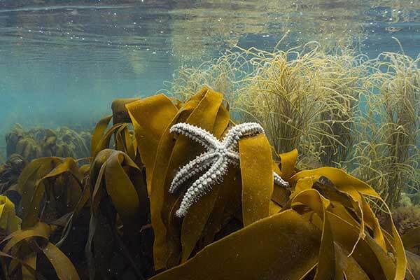 MCS Big Seaweed Search returns this July