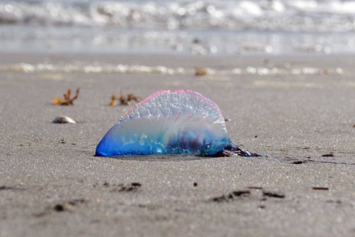 portuguese man o' war strandings on UK beaches