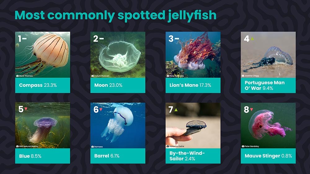marine conservation society jellyfish sightings report
