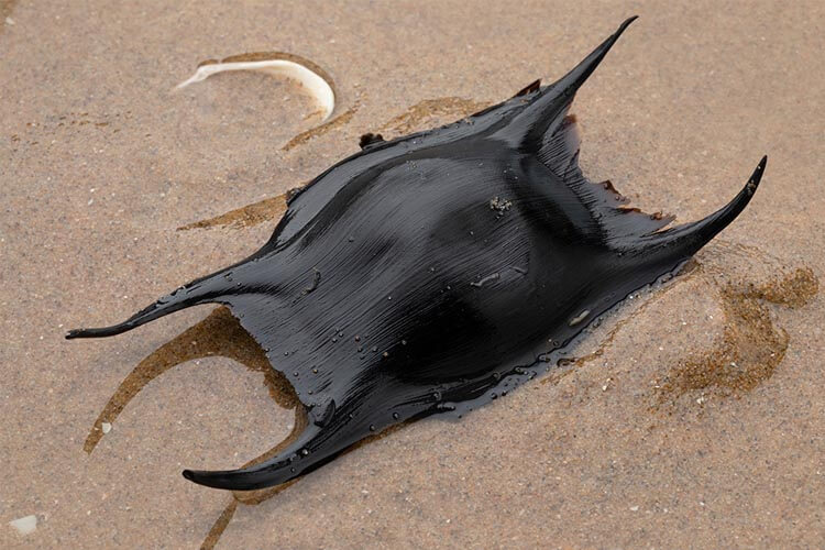 The Shark Trust’s Great Eggcase Hunt returns for Easter 2023