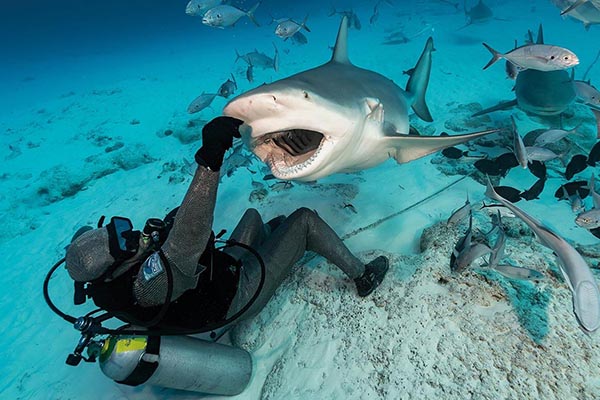 Working Together- Mexico’s bull shark dives