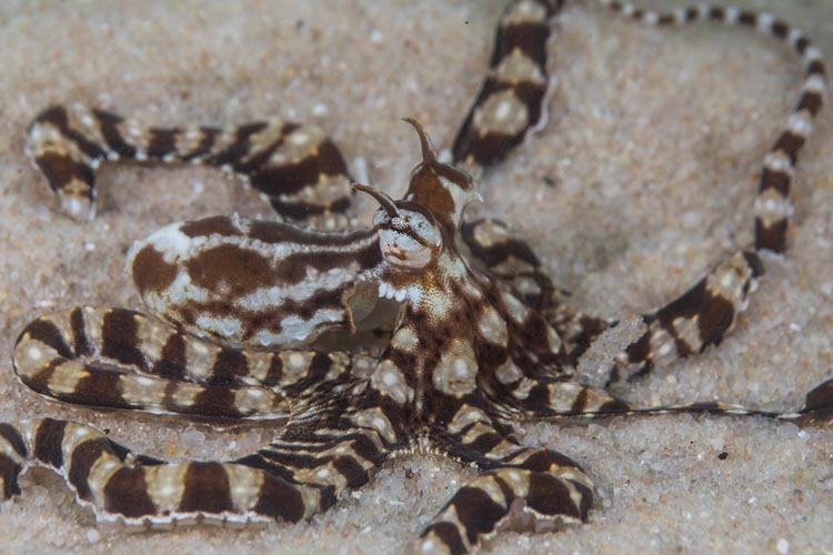 MMF records first-ever sighting of mimic octopus in Mozambique