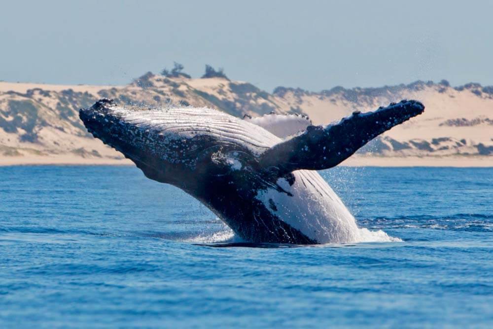 megafauna such as humpback whales migrate through the Inhambane Seascape mission blue hotspot