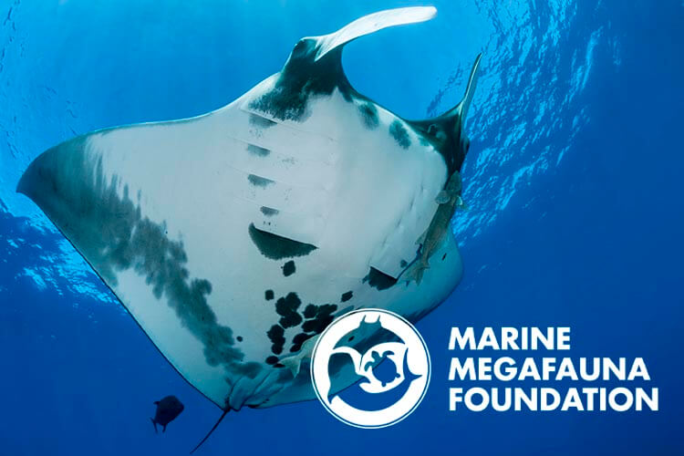 Marine Megafauna Foundation announces new Socorro research expedition