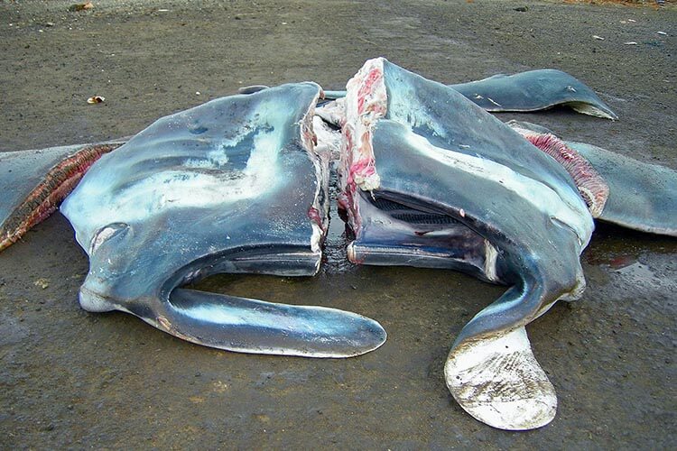 manta ray butchered on shore mozambique