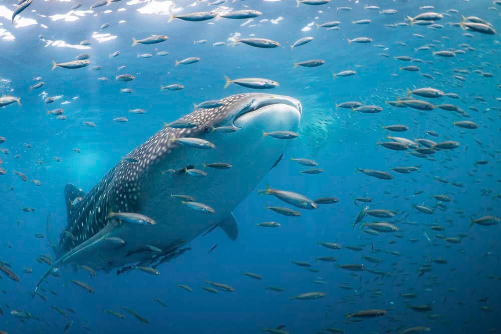 whale sharks need long term protection