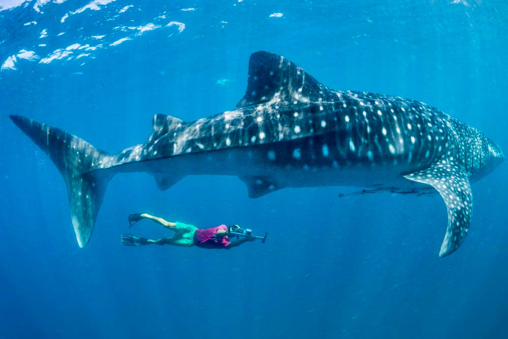 scientist swimming with whale shark