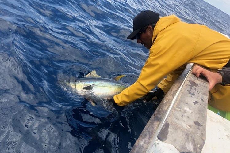 mmf researcher tagging a yellowfin tuna
