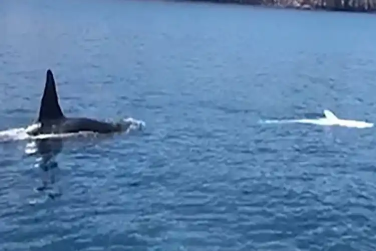 an orca approaches the injured body of a whale shark