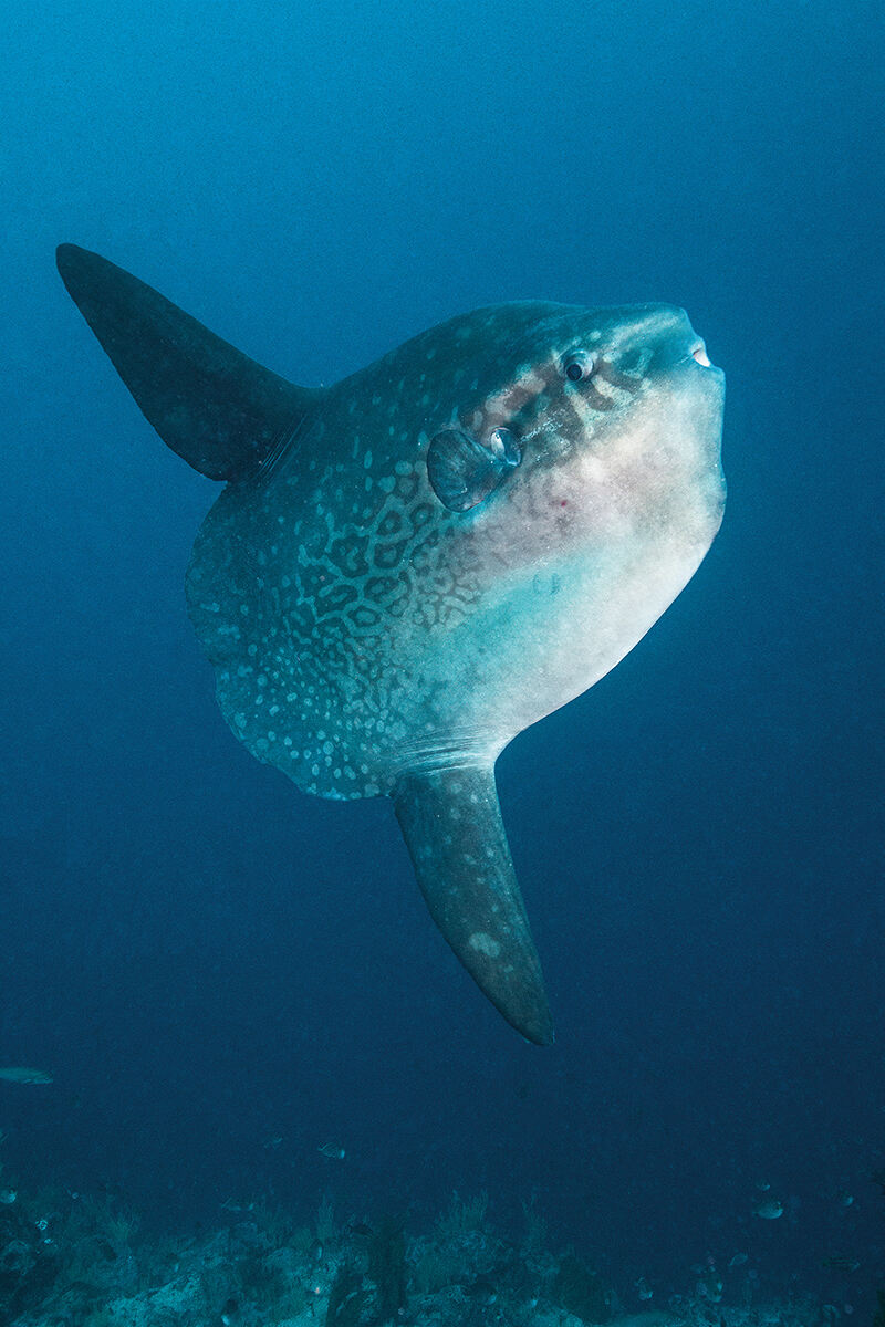 A southern sunfish in the ocean