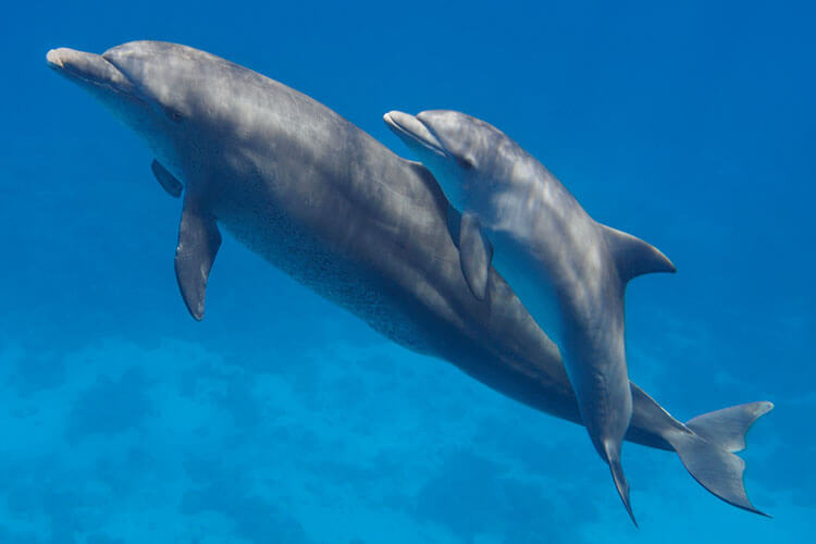 mother and baby dolphin